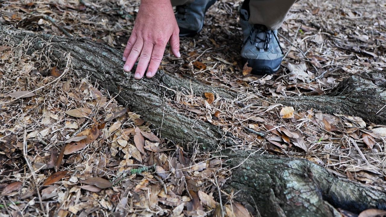 Get It Growing: Don’t drive over tree roots
